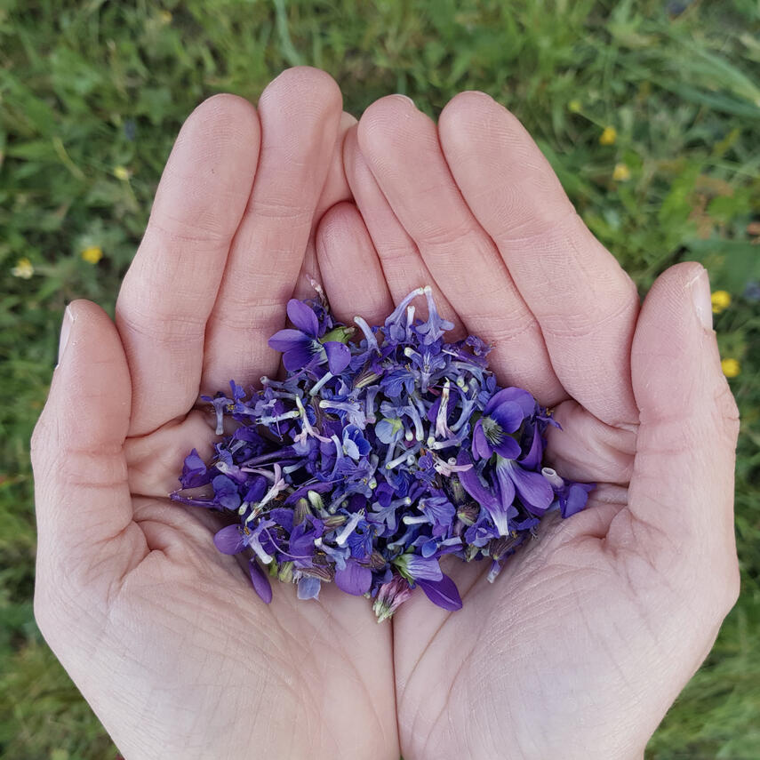 Fiori eduli Fiori eduli